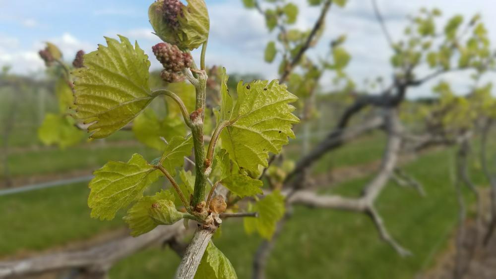 new grape leaves in vineyard