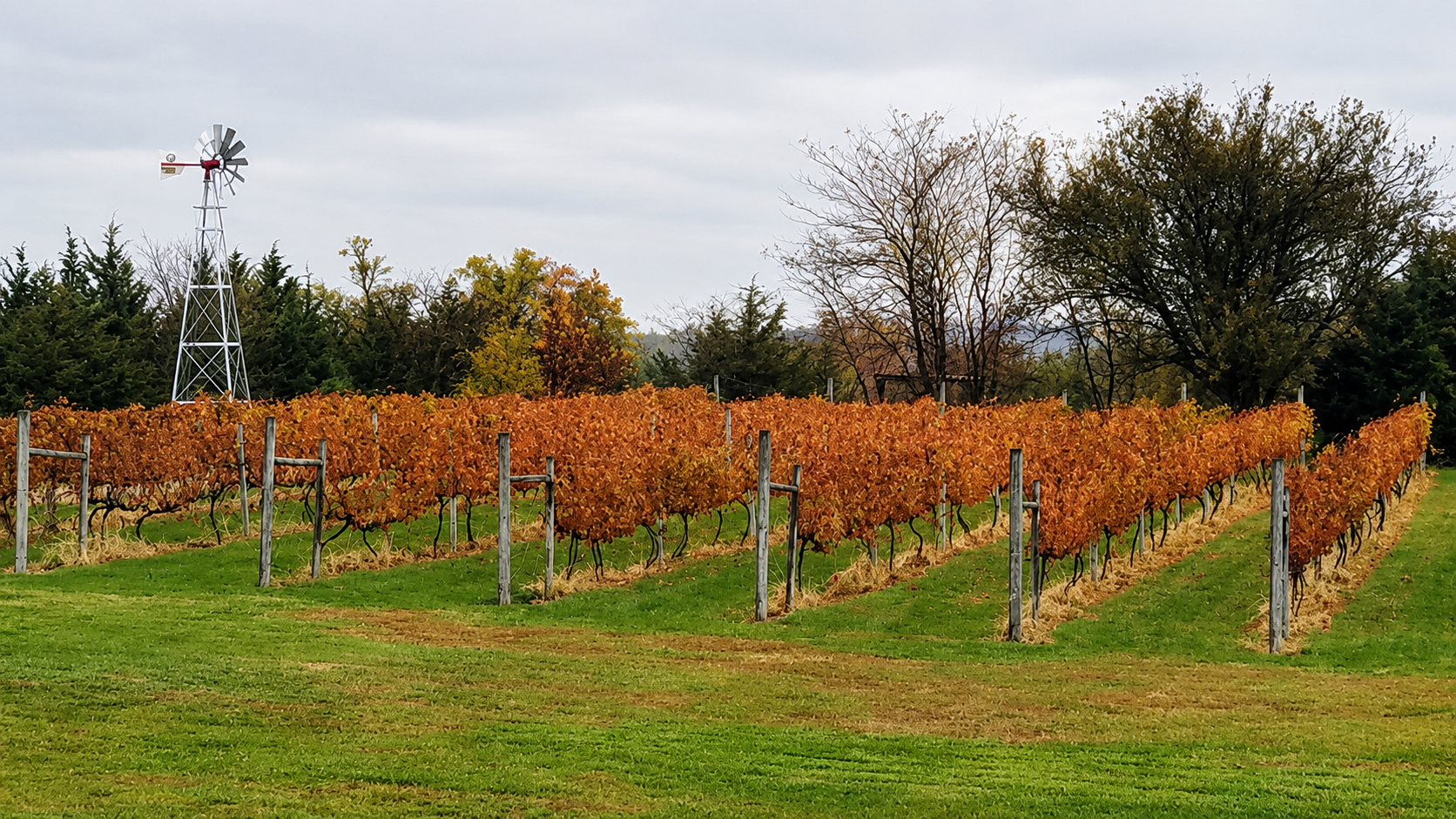 fall vineyard