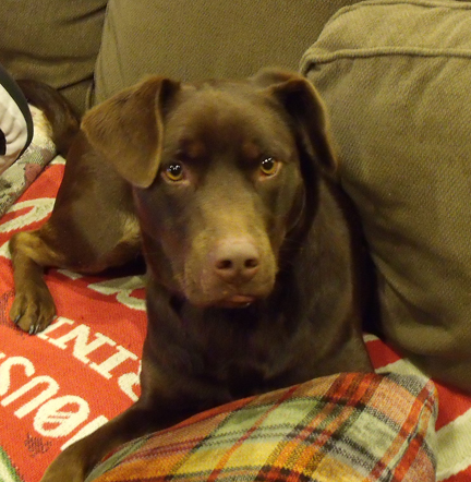 Photo of Apollo