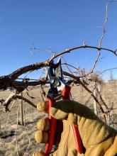 Pruners on a vine